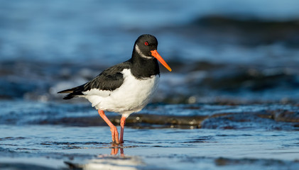Oystercatcher in Water