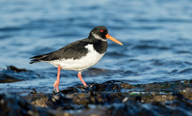 Oystercatcher in Water