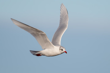 Mediterranean Gull Flying