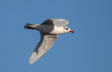 Mediterranean Gull Flying