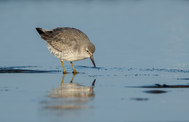 Knot Feeding on Beach