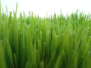 Fototapeta na wymiar grass early morning dew