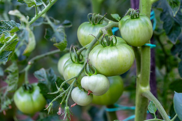 Group of green tomatoes growing