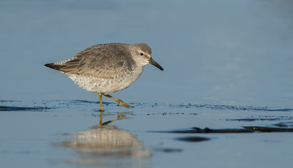 Knot Feeding on Beach