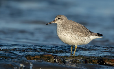 Obraz premium Knot Feeding on Beach