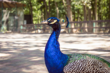 Fototapeta premium peacock with feathers