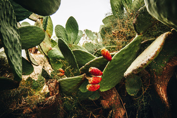 tasty and juicy prickly pear prickly ripe for harvest