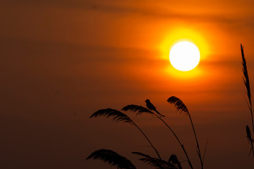 A silhouette image of a bird with sunrise in the background