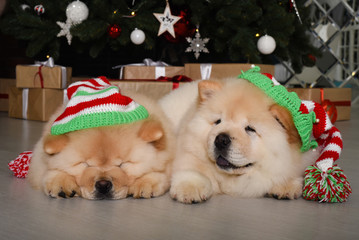 Two little Chow chow puppies portrait at grey background