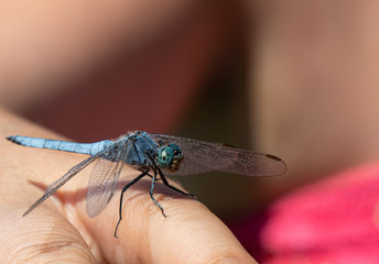 Dragonfly. Insect. Nature. Wings. Flight. Color