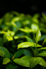 Green tea leaves, young shoots that are beautiful