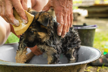 Shepherd dog bathing from fleas. The health of a purebred puppy