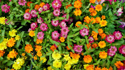 Multi Color flower background Soft Focus