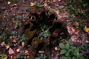 in the Park there are trees on branches leaves are colored, yellow, green