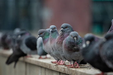 A flock of city pigeons sitting in a row on the street