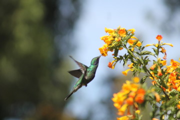 COLIBRI © oliver
