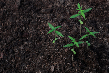 Plant of little cannabis seedling in the ground at blurred background