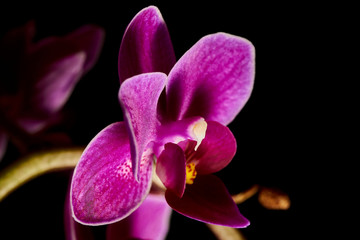 lila Orchidee in voller Blüte mit Blütenstempel im Detail