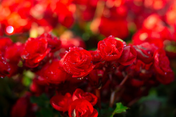 beautiful begonia flowers made with color filters (Soft focus, Background)