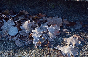 Frostblätter