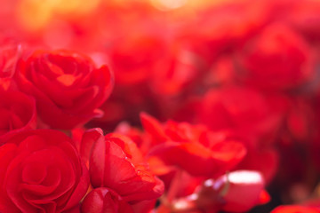 beautiful begonia flowers made with color filters (Soft focus, Background)