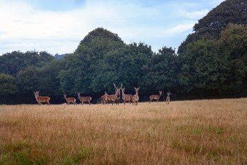 Rudel mit Hirschkühen und Platzhirsch auf einer Waldlichtung