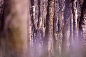 in the Park there are trees on branches leaves are colored, yellow, green