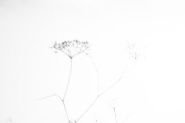 Shadow of a plant on a white wall. Abstract background. Space for text.