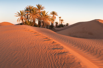 Colorful sunset in the desert above the oasis with palm trees and sand dunes. Sahara desert,...