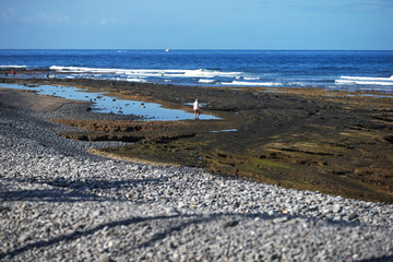 coast of the sea,. spain, spanien, la gomera, vacation, summer