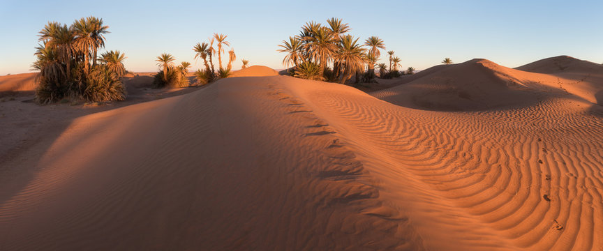 Colorful sunset in the desert above the oasis with palm trees and sand dunes. Sahara desert, Morcco, Africa