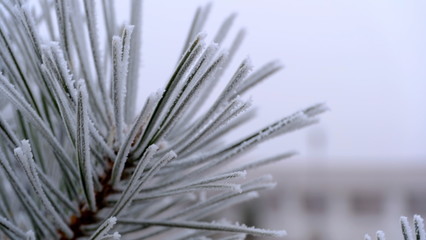 Obraz premium Hoarfrost on tree branches in a city park. Winter background for your design.