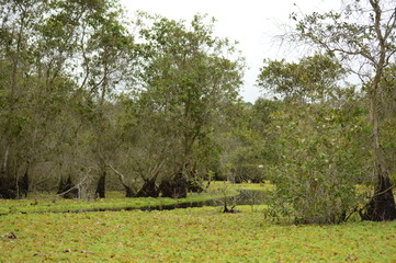 Vietnam - Tra su forest