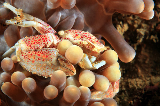 Ohshimai Porcelain Crab (aka Anemone Porcelain Crab, Neopetrolisthes ohshimai). Anilao, Philippines