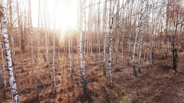 birch-tree