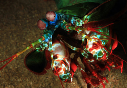 Close-up of a Peacock Mantis Shrimp (Odontodactylus scyllarus, aka Harlequin Mantis Shrimp). Padang Bai, Bali, Indonesia
