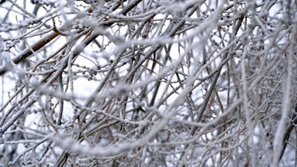  Hoarfrost on tree branches in a city park. Winter background for your design.