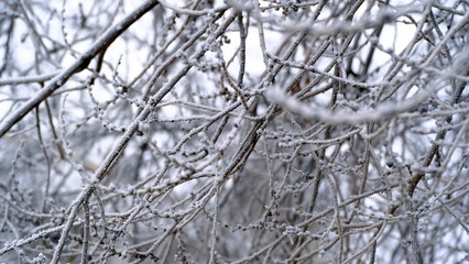  Hoarfrost on tree branches in a city park. Winter background for your design.