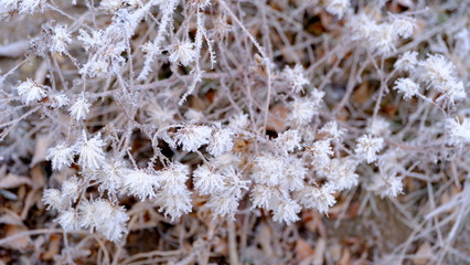  Hoarfrost on tree branches in a city park. Winter background for your design.