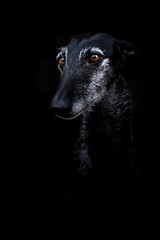 Lowkey Portrait eines schwarzen Galgo Espanol