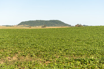 Fototapeta na wymiar Soybean Plantation in Southern Brazil1