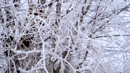  Hoarfrost on tree branches in a city park. Winter background for your design.
