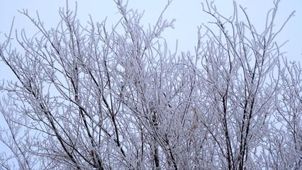  Hoarfrost on tree branches in a city park. Winter background for your design.