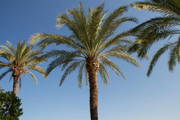 palm tree and blue sky-benidorm