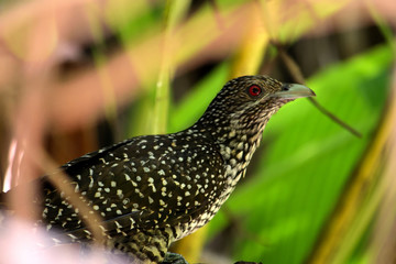 Female of Asian Koel in the middle of the jungle