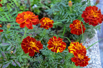 Orange Flowers by Morning in the Vase