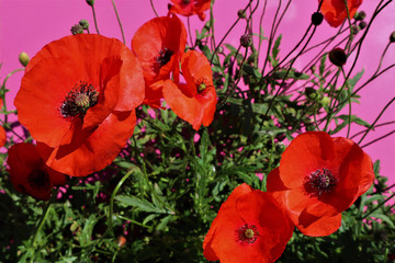 Fototapeta premium red poppies on a crimson background