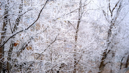  Hoarfrost on tree branches in a city park. Winter background for your design.