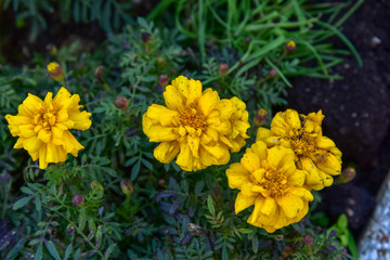 Yellow Flowers in the Pot