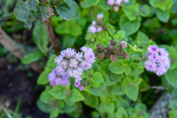 Purple Flowers in the Pot